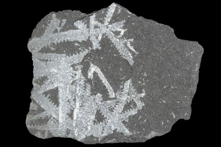 Fossil Graptolite Cluster (Didymograptus) - Great Britain #103408